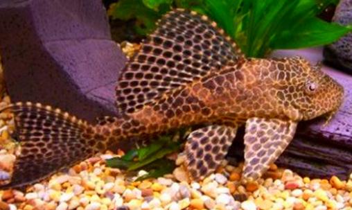 清道夫的基本介紹-清道夫如何養(yǎng)護(hù)?