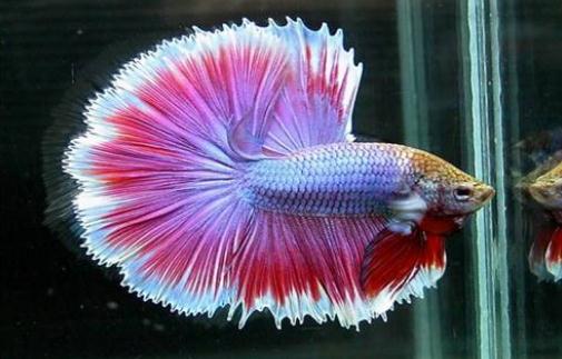 泰國斗魚的價格-泰國斗魚怎么養？