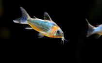 鼠魚怎么樣？鼠魚的品種介紹