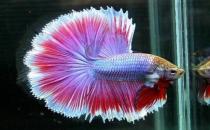 泰國(guó)斗魚的價(jià)格-泰國(guó)斗魚怎么養(yǎng)？