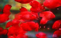 血鸚鵡的基本介紹-血鸚鵡的品種