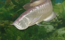 銀龍魚的魚缸擺放位置-銀龍魚的風水學應用