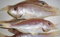 什么是冰鮮食品？如何區分冰鮮魚和冰凍魚？