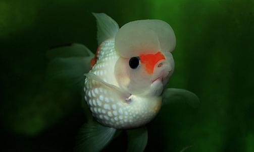 彩色球形珍珠金魚如何進行性別區(qū)分?