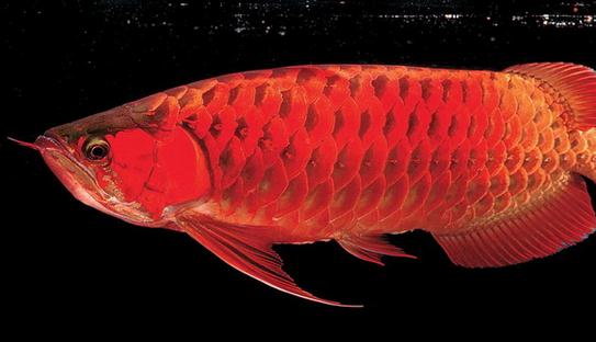 非洲黑龍?jiān)趺答B(yǎng)？非洲黑龍的飼養(yǎng)環(huán)境