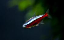 寶蓮燈魚的飼養環境-寶蓮燈魚如何繁殖？