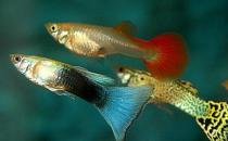 孔雀魚是什么？孔雀魚怎么養？