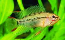 彩鰭短鯛是什么？彩鰭短鯛怎么鑒別？