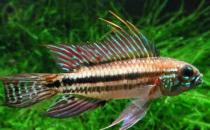 彩鰭短鯛怎么養(yǎng)？彩鰭短鯛怎么繁殖？