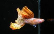 草尾孔雀魚對顏色的要求-草尾孔雀魚是怎樣的？