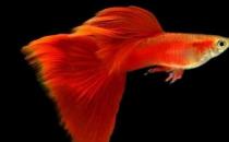 草尾孔雀魚怎么養？草尾孔雀魚的成長繁殖