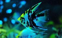 大神仙魚的簡介-大神仙魚怎么養(yǎng)？