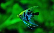 大神仙魚的飼養環境-大神仙魚如何繁殖？