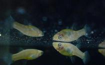 大眼燈鳉如何繁殖？大眼燈鳉的飼養(yǎng)環(huán)境