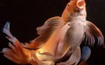 大正三色錦鯉的飼養環境-大正三色錦鯉怎么養？