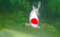 丹頂錦鯉怎么養？丹頂錦鯉的簡介