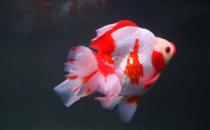 短尾琉金魚怎么養(yǎng)？短尾琉金魚的品種有哪些？