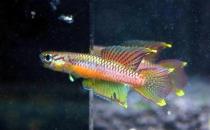 二線琴尾鳉怎么養？二線琴尾鳉的飼養環境