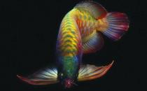 非洲黑龍的簡介-非洲黑龍的常見病