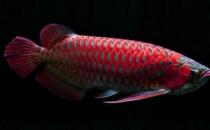 非洲龍魚怎么養？非洲龍魚的飼養環境