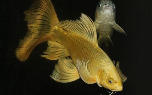 黃金錦鯉的簡介-如何飼養黃金錦鯉？