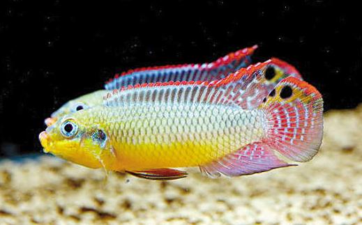 翡翠鳳凰短鯛的簡介-翡翠鳳凰短鯛怎么養(yǎng)?