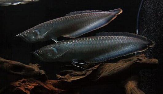 黑帶的簡介-黑帶怎么養?