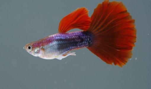 紅尾禮服孔雀魚(yú)的簡(jiǎn)介-紅尾禮服孔雀魚(yú)的壽命