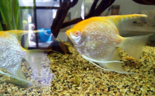 紅眼鉆石神仙魚怎么養(yǎng)？紅眼鉆石神仙魚的簡(jiǎn)介