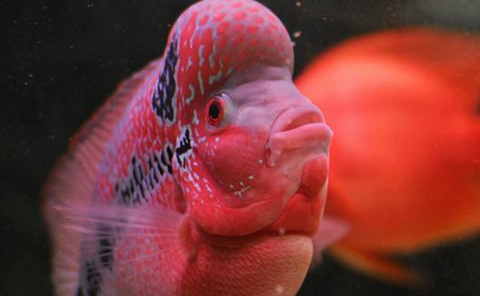花角羅漢魚怎么養?花角羅漢魚的壽命