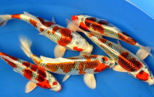 花紋皮光鯉的簡介-花紋皮光鯉有什么簡介？
