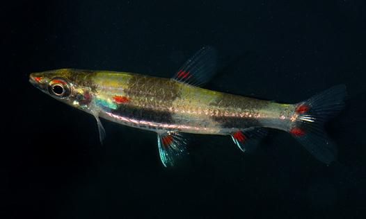 黃金燈魚怎么養？黃金燈魚的特點