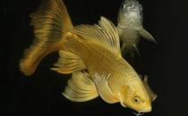 黃金錦鯉的簡介-如何飼養黃金錦鯉？