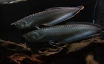 黑帶的簡介-黑帶怎么養？