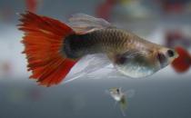 紅尾禮服孔雀魚怎么養？紅尾禮服孔雀魚飼養環境