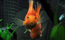 紅元寶魚是什么？紅元寶魚價格