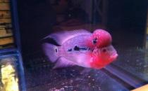 紅運(yùn)當(dāng)頭羅漢魚(yú)怎么養(yǎng)？紅運(yùn)當(dāng)頭羅漢魚(yú)價(jià)格