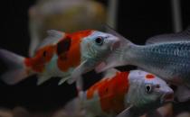 花紋皮光鯉的特征-如何保持錦鯉的體色鮮亮？