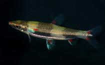 黃金燈魚怎么養？黃金燈魚的特點