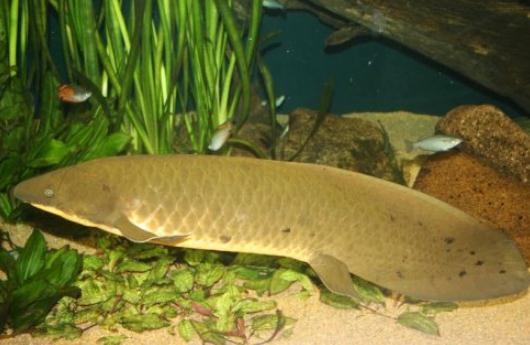 澳洲肺魚的簡(jiǎn)介-澳洲肺魚的特征