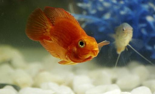 金剛鸚鵡魚的簡介-金剛鸚鵡魚的常見疾病