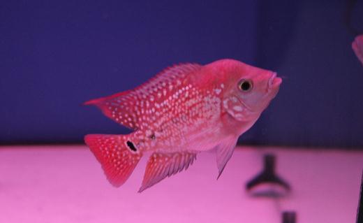 金花羅漢魚怎么養(yǎng)?金花羅漢魚的壽命