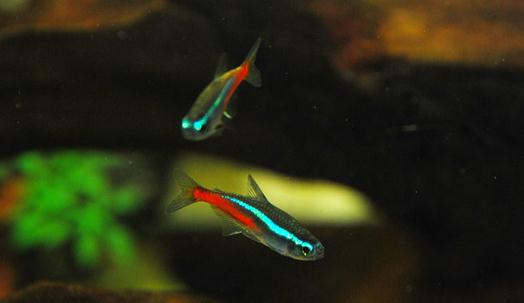 霓虹燈的簡介-霓虹燈魚如何繁殖?