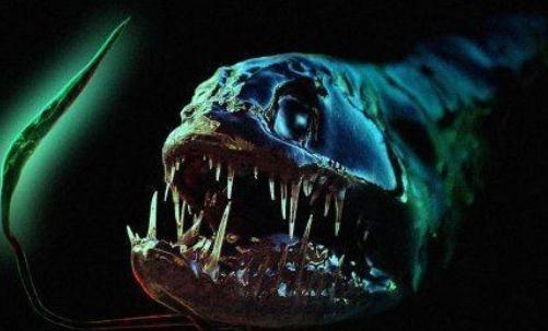 深海龍魚(yú)怎么養(yǎng)?深海龍魚(yú)的特征