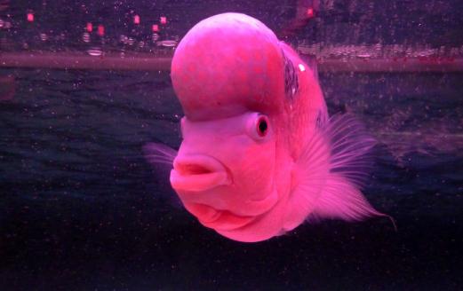 壽星頭的簡介-壽星頭的特征