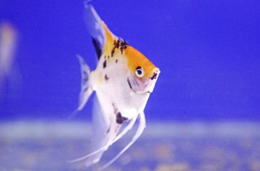 天使魚怎么養(yǎng)?天使魚有什么品種?
