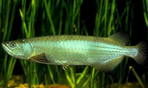 星點龍魚的簡介-星點龍魚如何繁殖?