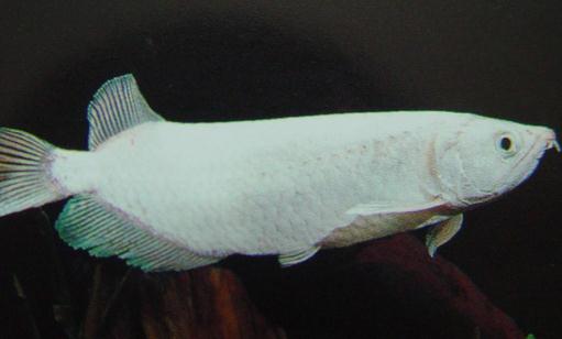 星點龍魚吃什么？星點龍魚怎么養？