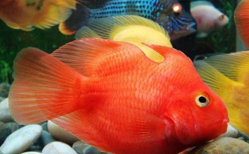 血鸚鵡魚怎么養(yǎng)?血鸚鵡魚的養(yǎng)殖環(huán)境