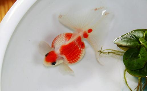 珍珠金魚怎么養?珍珠金魚喂食方法